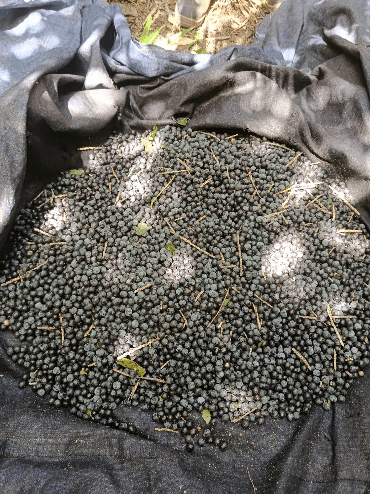 Freshly harvested açaí berries shortly after harvest in Pará, Brazilian Amazon