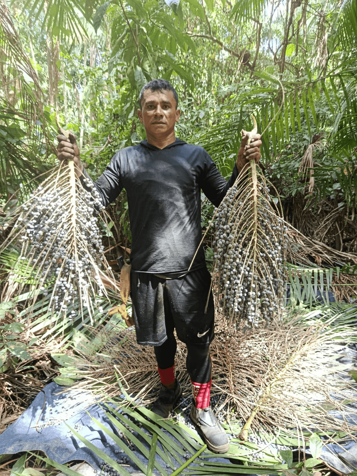 Local açaí harvester holding freshly harvested açaí bunches in Pará, Brazilian Amazon